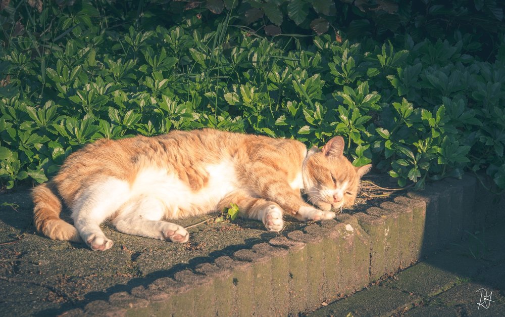 (Just kidding! I was "lazy" like this cat - or should I say my priorities were in other places. This photo was not taken in August)